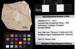 Foto (Objket + Etiketten) von Goniodromites complanatus (Reuss, 1858) 